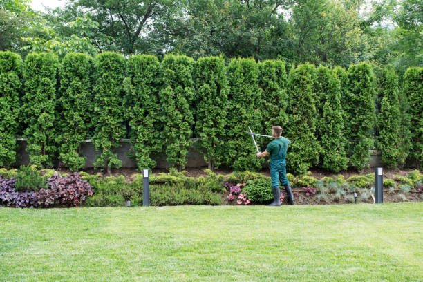 Dead Tree Removal in Mabton, WA